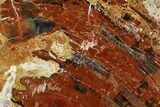 Black and Red Petrified Wood (Araucarioxylon) Stand-up - Arizona #162913-1